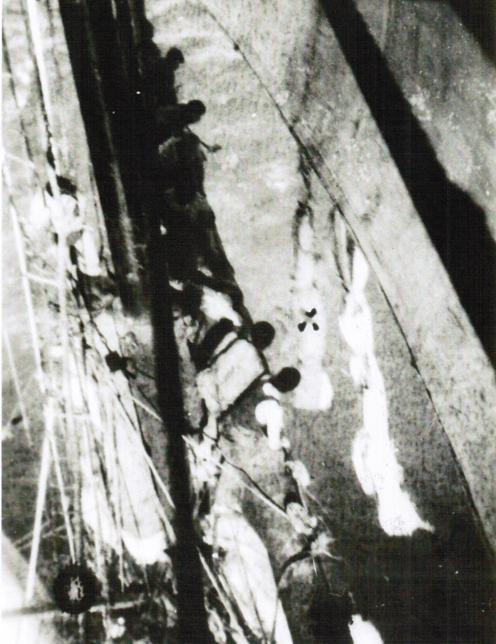 Hauling a shark aboard